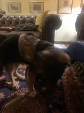 Vest Harness Collar Dog-Leash Pet-Dog German Shepherd Dogs K9 Walking Nylon Adjustable