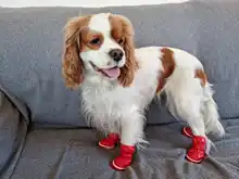 Shoes Dog-Snow-Boots Puppy Small-Dogs Chihuahua Waterproof Pet-Dog Winter for Warm Fleece