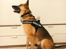 Arnés transpirable reflectante sin tirones para perro, chaleco de arnés de mascota ajustable con parche personalizado de identificación, suministros para caminar al aire libre