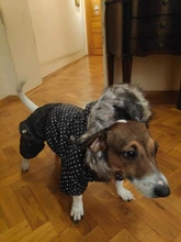 Coat Dogs-Clothing Dot-Pattern Winter Hooded Pet-Dogs New Xl To High-Quality