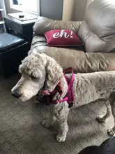 Arnés ajustable para perros medianos y grandes, chaleco reflectante de entrenamiento para caminar, sin tirones, para mascotas