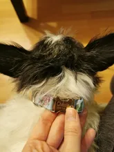 Dog-Collar Dogs Pitbull Adjustable Print Custom Personalized Nylon for Small Large Pet-Cat