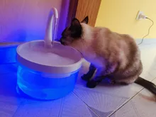Fuente de Gato de 2L con luz azul, dispensador de agua automático alimentado por USB, alimentador de gatos, filtro de bebida para gatos y perros, proveedor de mascotas