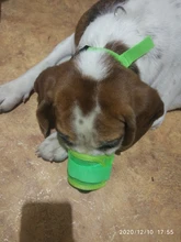 Dog-Muzzle Dog-Accessories Pet-Mouth Dogs Small Anti-Barking Nylon Adjustable for Large