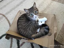 Bidet Sprayer Toilet-Seat Muslim Shower Ass Cleaning Water Fresh Double-Nozzle SOOSI