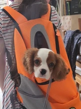 Mochila De viaje portátil plegable con doble hombro para mascotas, bolsa de transporte frontal de malla para perros y gatos