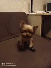 Zapatos antideslizantes para mascota de perro de lluvia, botas de goma impermeables para chihuahua, calzado para exteriores, calcetines para perro