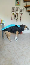 Pet-Dog-Clothes Clothing Walking-Harness Dogs Outdoor Waterproof Large Winter Medium