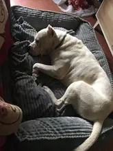 Bed Pet-Bed Labradors-House HOOPET Small Large Soft Warm Winter for Medium Big