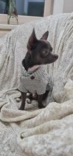 UFBemo Knitted Cable Dog Sweater Dachshund Cat Pull Chien Teckel Clothes Christmas Winter