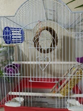 Legendog-jaula multiusos creativa para pájaros, frutas y verduras, alimentador, cesta, alimentador de loro, suministros de Alimentación de Mascotas, 1 unidad