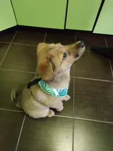 Arnés de Bulldog Francés transpirable para perros pequeños y medianos, chaleco para gatos, entrenamiento para caminar