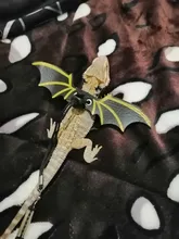 Correa de lagarto para mascotas, arnés para reptiles, al aire libre, Chameleon, suministros de ardilla, forma de alas, arnés para mascotas, Correa