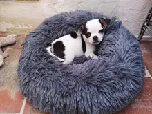 FortyLions-Cama larga de felpa para perros y gatos, cojín largo de felpa super suave y esponjoso para mascotas, cómoda para casa