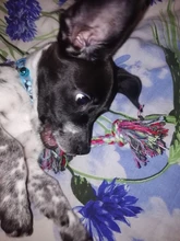 Toy Pet-Supplies Puppy Chew Durable Bone Funny-Tool Pets Dogs Cotton 1pcs Rope-15cm Braided