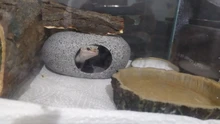 Pet-Bowls Pet-Accessories Lizard-Feeding Water-Dish Reptile-Tortoise Gecko-Snakes Amphibians