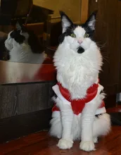 Christmas Dog Clothes Small Dogs Santa Costume for Pug Chihuahua Yorkshire Pet Cat Clothing