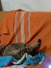 Estación de soldadura 2 en 1, 8586, 760W, 220V, pistola de aire caliente, soldadura de hierro SMD, BGA refundido, herramientas de reparación de soldadura