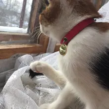 Collar de piel sintética para mascotas, Collar ajustable con cascabel para gatos, rojo, azul, marrón, rosa, talla XS S M