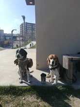 Vest Dog-Harness German-Shepherd Dogs Pet-Military-Training Molle Tactical Medium 