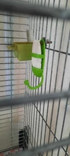 Vegetable-Holder Bird-Supply Parrot-Feeder Hanging Food-Container Plastic Fruit