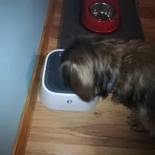 Feeder Floating-Bowl Water-Dispenser Drinking-Basin Dog Non-Slip Pet Beard No-Wet-Mouth