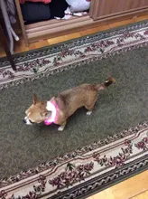 Collar con luces LED para perro, collar de luz recargable por USB, ideal para usar de noche al aire libre, accesorio de seguridad para mascota