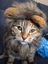 Disfraz de perro o gato Peluca de melena de León, gorro para gato, perro, ropa de Halloween y Navidad, vestido de lujo con orejas, ropa para mascotas