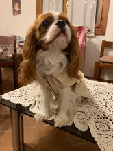 Coat Costumes Hoodies Jacket Puppy Dogs Small British-Style Winter Thicken for Cat-Clothing