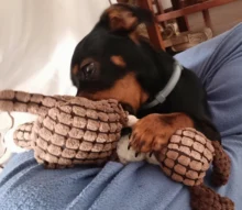 Pet-Dog-Toys Chew Toy Pet-Supplies Donkey Animal Small Dogs Puppy Plush-Squeak Bite-Resistant