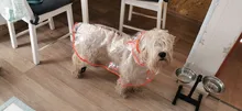 Dog-Raincoat HOOPET Waterproof Jacket Puppy Dogs Dog-Medium-Sized Big Casual