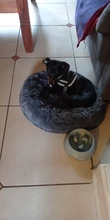 FortyLions-Cama larga de felpa para perros y gatos, cojín largo de felpa super suave y esponjoso para mascotas, cómoda para casa