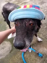 Dog-Sunscreen-Accessories Cap Baseball-Cap Canvas Small Outdoor Summer Hat Pet-Dog