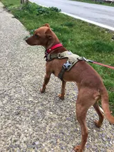 Harness Light-Weight Military-Service Truelove Dog Small Outdoor Tactical Medium Adjustable