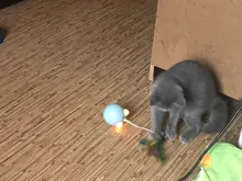 Toy Cat-Toy Ball-Rolling Productos Interactive Electric Colorful Automatic Para Led Ear