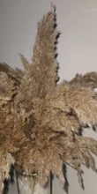 Pampas-Grass Reed Flower Wedding-Decoration Bunch Light-Color Natural Dried Christmas
