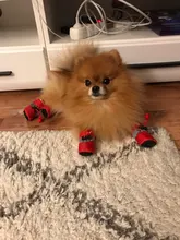 Pet-Dog-Shoes Snow-Boots Dogs-Socks Puppy Anti-Slip Small Waterproof Winter Footwear