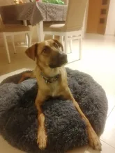 Pet-Mats House Sofa Dog-Bed Labrador Animals Plush Chihuahua Large Round Soft Coral Long