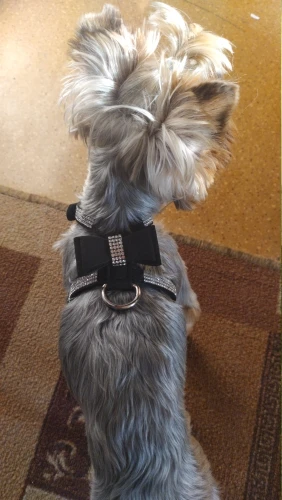 Customer photo