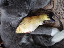 Cheap Pet Products Fish Toy Cat Scratch Board Scratching Post Catnip toys for Cat Pet