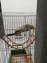 Climbing-Toy Cockatiels Wood-Parrot-Toys Pets-Parrots-Ladders Birds Conures Hanging Parakeets