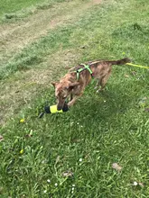 Pocket-Pouch Poop-Bag-Dispenser Treat-Bag Dummy Truelove-Feed Dog Training Dog-Toys Reflective