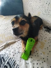 Dog-Toys Dog-Accessories Puppy Chew Interactive-Rubber Cleaning Supplier Dropship Small