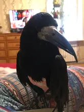 Pájaro loro pañal Cockatiel palomas mascota mediana grande aves traje de vuelo ropa mascotas pájaros heces bolsillo