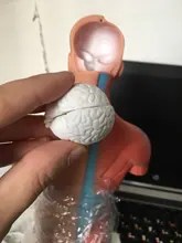 Torso humano cuerpo modelo de anatomía, anatómico médico los órganos internos para la enseñanza Dropshipping. Exclusivo.