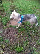 Arnés ajustable para perros medianos y grandes, chaleco reflectante de entrenamiento para caminar, sin tirones, para mascotas