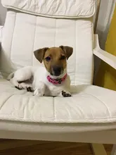 Dog-Collar Engraved-Name Airuidog Personalized Free XS