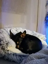 Cat-Nest Basket Kennel Semi-Enclosed Cats Bed Plush-Bed Round Comfort Soft Deep-Sleep