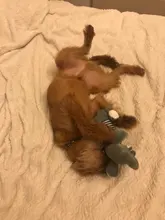 Plush-Toys Pet-Products Sound Dolls Duck Squeak Chew Fleece Funny Elephant Durability