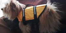 Chaleco Salvavidas para perro, chaqueta Salvavidas para mascota, ropa de seguridad, traje de baño para mascotas, Chaleco de seguridad para verano